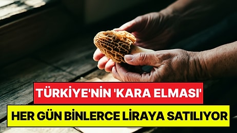 Türkiye'nin 'Kara Elması' Yüzünü Göstermeye Başladı: Kilosu Binlerce Liraya Satılıyor