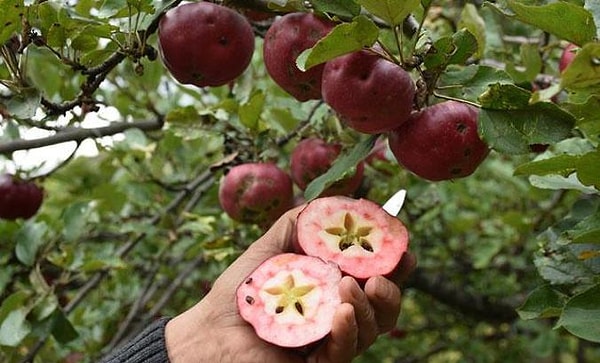 Elmanın Karakteristik Rengini Alması İçin Kırağı Düşmesi Bekleniyor