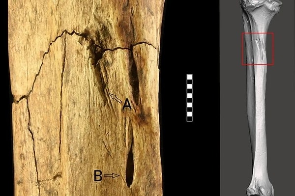 Elde edilen veriler, yaralanmaların hayvan saldırısı ya da doğal süreçlerle açıklanamayacağını net biçimde ortaya koyuyor.