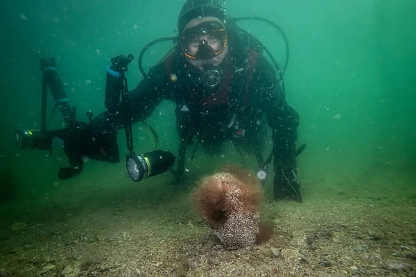 Nesli tehlike altında bulunan pinalar Marmara Denizi’ni son sığınak olarak kullanıyor