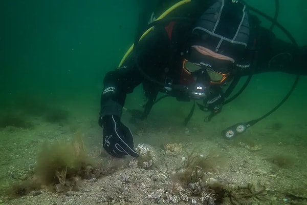 Bilim insanları sanayi baskısına rağmen ekosistemin direnç göstermesini önemsiyor