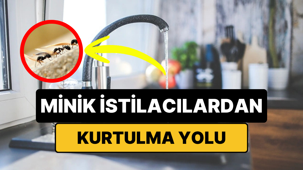 Evdeki Karıncalardan Kısa Sürede Kurtulmanın Basit Yolu