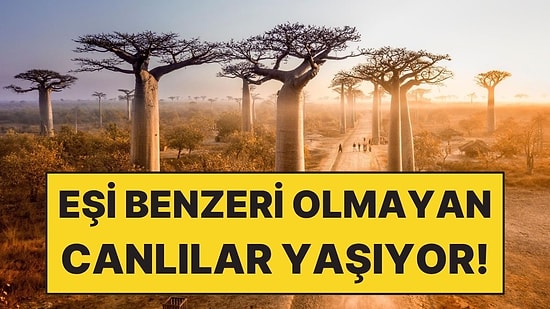 Dünyada Eşi Benzeri Olmayan Canlılar Burada Yaşıyor