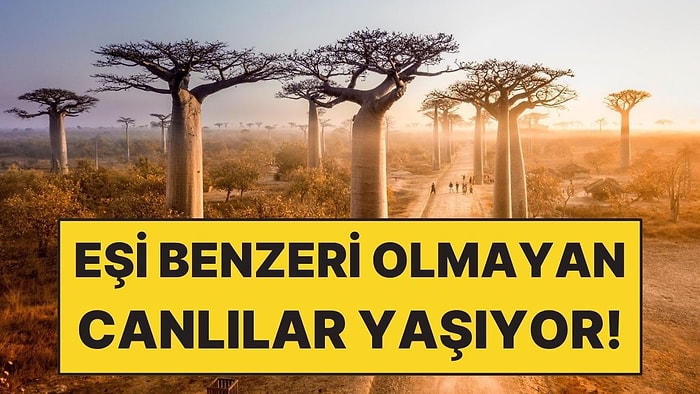 Dünyada Eşi Benzeri Olmayan Canlılar Burada Yaşıyor
