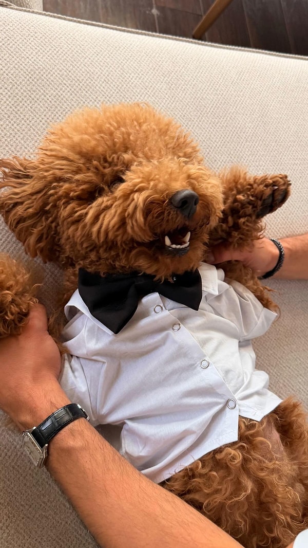 Poodle cinsi köpeği Dolce’ye de papyon takan ünlü oyuncu, dün sevimli köpeğini paylaştı.