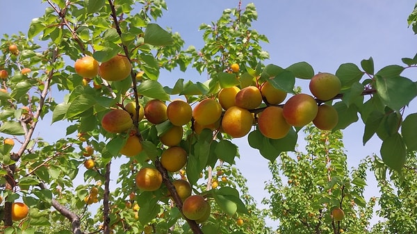 Yaklaşık 77 bin 800 dekar alanda üretimi yapılan kayısıda bu yıl rekolte beklentisi 300 bin ton olarak açıklandı.
