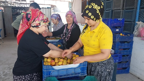 Kış döneminde "soğuklamasını" iyi alan kayısı ağaçları, bu yıl oldukça verimli bir sezon geçiriyor.