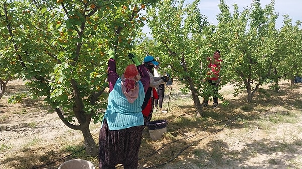 Türkiye’nin sofralık kayısı üretim merkezi Mersin Mut’ta, coğrafi işaretli kayısıların açık alandaki hasadı resmen başladı.