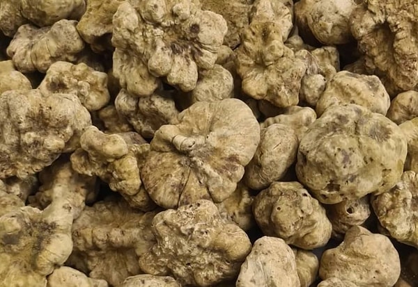 Alba kasabasında her Ekim ayında Fiera Internazionale del Tartufo Bianco d'Alba düzenlenir.