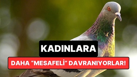 Şehir Kuşları Erkeklere Daha Yakın, Kadınlardan Daha Hızlı Uzaklaşıyor: Peki Sebebi Ne?