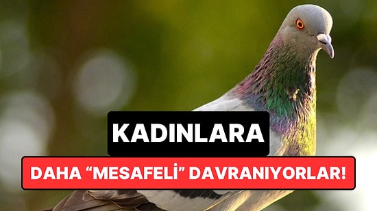 Şehir Kuşları Erkeklere Daha Yakın, Kadınlardan Daha Hızlı Uzaklaşıyor: Peki Sebebi Ne?