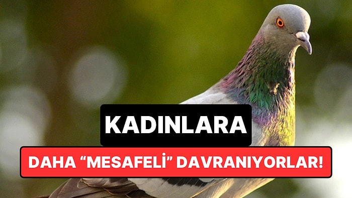 Şehir Kuşları Erkeklere Daha Yakın, Kadınlardan Daha Hızlı Uzaklaşıyor: Peki Sebebi Ne?