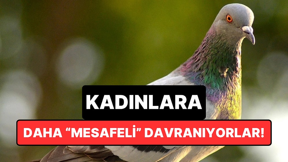 Şehir Kuşları Erkeklere Daha Yakın, Kadınlardan Daha Hızlı Uzaklaşıyor: Peki Sebebi Ne?