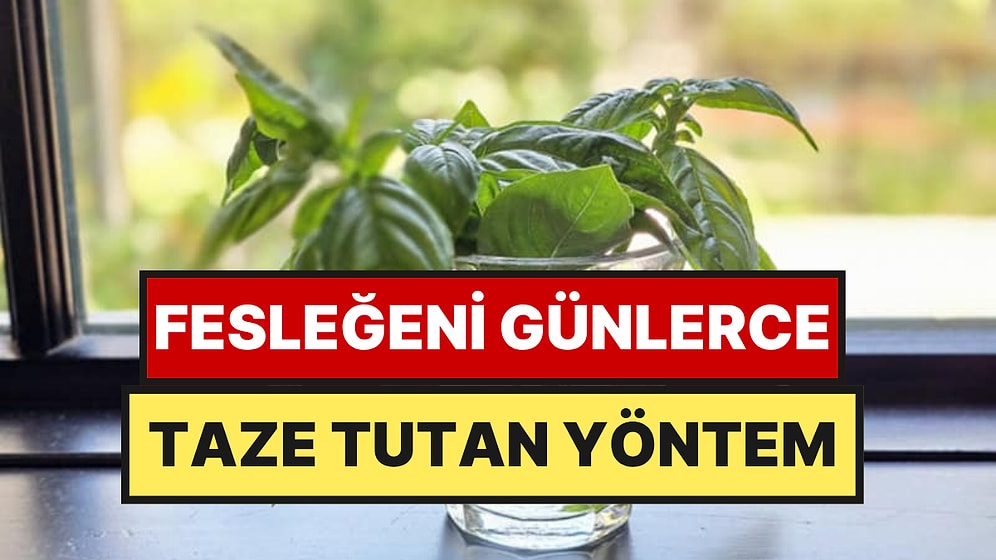 Fesleğenin Kararmasını Önleyen Kolay Saklama Yöntemi