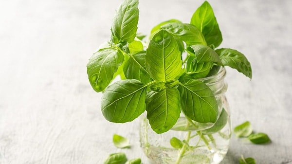 Many people opt for the refrigerator as their preferred method for keeping parsley, cilantro, or dill fresh.