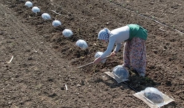 Bölgeye Balıkesir, İzmir ve Manisa gibi çevre illerden gelen tarım işçileri, sabahın ilk ışıklarıyla (07.30) başladıkları mesaiyi akşam 16.00’ya kadar sürdürüyor.