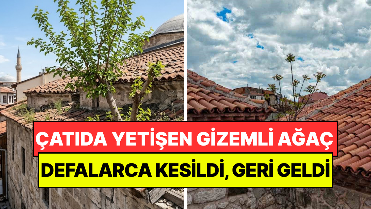 Çatıda Yetişen Gizemli Ağaç Hayrete Düşürüyor: Defalarca Kesildi, Kurudu, Yeniden Yeşerdi
