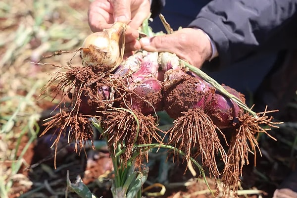 Çiftçiler Hasat Zamanı Gelen Ürünlerin Kaybıyla Sarsıldı