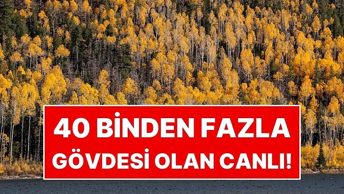 40 Binden Fazla Gövdesi Var! Koca Bir Orman Gibi Duruyor