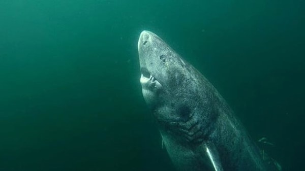 The biological clocks of these creatures are pushing the boundaries of human logic.