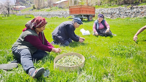 Madımak, diğer yabani otların arasından adeta bir sarraf titizliğiyle seçiliyor.