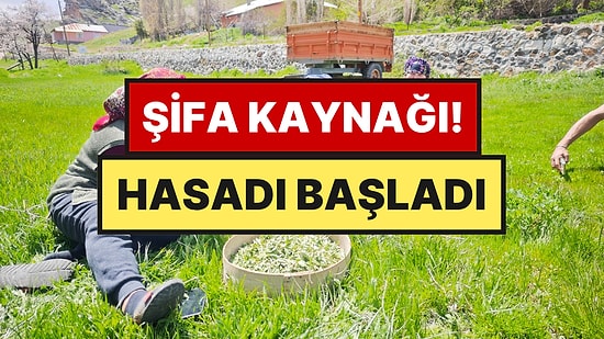 Bağırsak Dostu Ot Tezgaha İndi: Jiletle Toplanıyor, 200 Liraya Satılıyor
