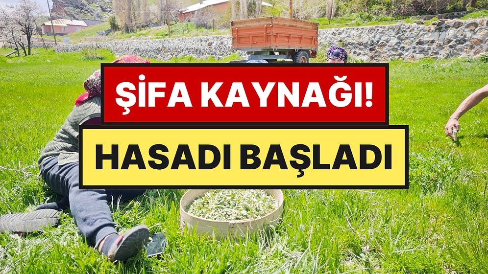 Bağırsak Dostu Ot Tezgaha İndi: Jiletle Toplanıyor, 200 Liraya Satılıyor
