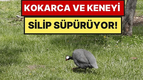 Samsun'da Beç Tavukları Kokarca ve Kenelerle Mücadelede Kullanılıyor