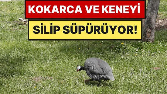 Samsun'da Beç Tavukları Kokarca ve Kenelerle Mücadelede Kullanılıyor