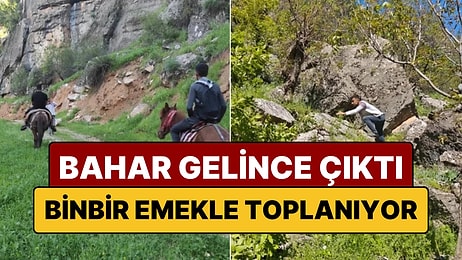 Katırlarla 3 Saat Yol Gidip Topluyorlar: Zuzuk, Gülük ve Soras Türleri Şifasını Dağlardan Alıyor