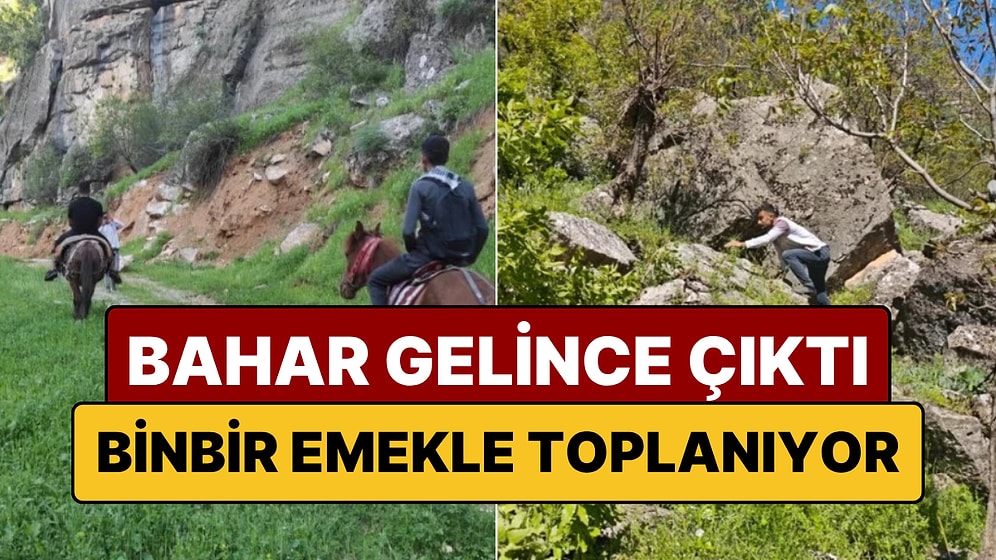 Katırlarla 3 Saat Yol Gidip Topluyorlar: Zuzuk, Gülük ve Soras Türleri Şifasını Dağlardan Alıyor