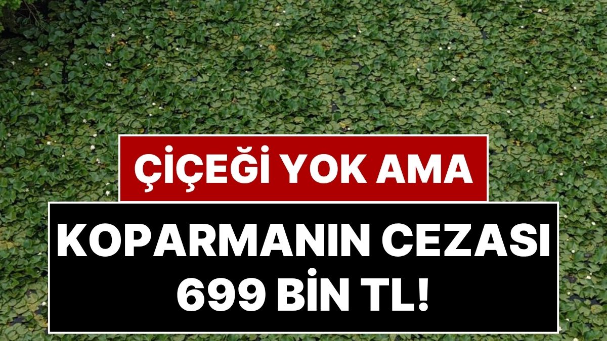 Bu Çiçeğin Dikeni Yok Ama Koparmanın Cezası 699 Bin 245 TL!