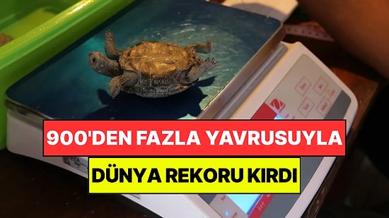 900'den Fazla Yavrusuyla Dünya Rekoru Kırdı: Tek Başına Türünün Geleceğini Kurtardı