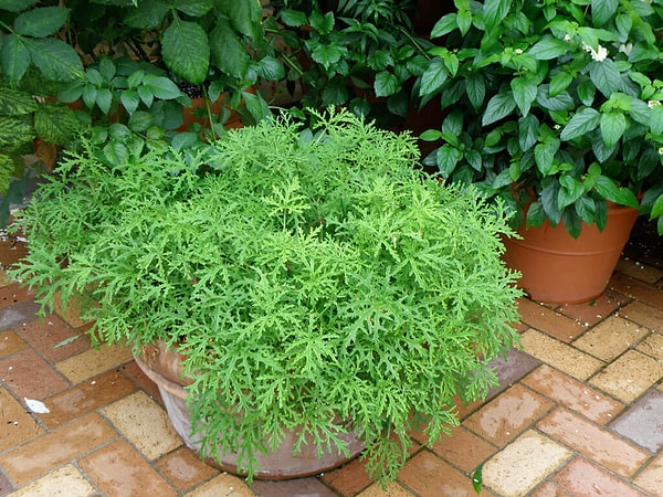 Citronella, limon okaliptüs ve durgun su kontrolüyle sivrisinekleri azaltmak mümkün: