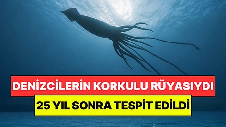 Efsanelere İlham Veren Dev Kalamar Yeniden Aramızda: 25 Yıldır Görülmüyordu!