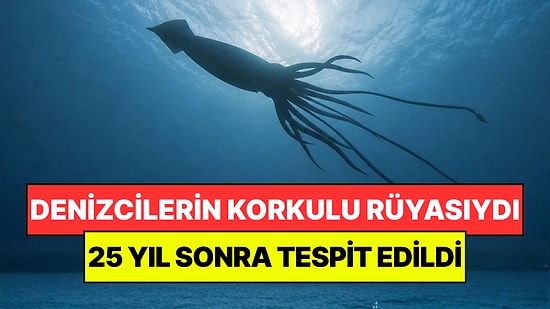 Efsanelere İlham Veren Dev Kalamar Yeniden Aramızda: 25 Yıldır Görülmüyordu!