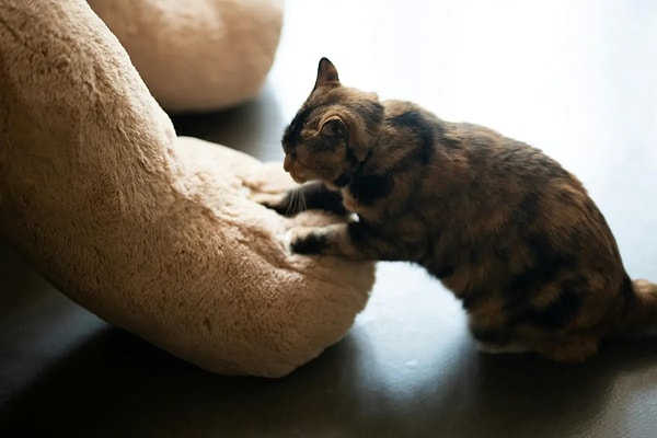 The habit of kneading with its paw stems from its kittenhood.