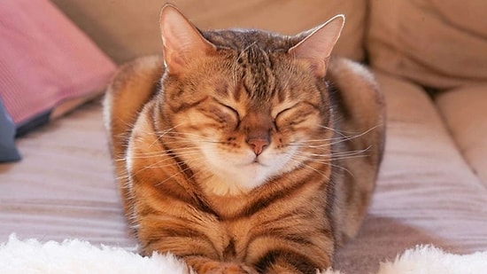 The Real Meaning Behind 15 Behaviours of Your Cat That You Thought Were Strange!