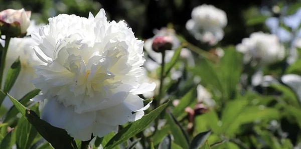 Yıllar önce sınırlı alanlarda deneme amaçlı başlayan şakayık üretimi, bugün geniş seralara ve arazilere yayılmış durumda.
