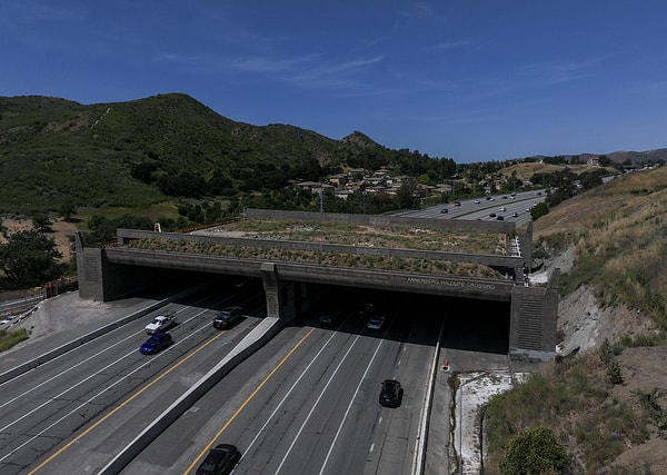 This bridge will serve as a lifeline for wild animals that have been tragically separated from each other due to heavy vehicle traffic for years, and have lost their lives while attempting to cross the highway.