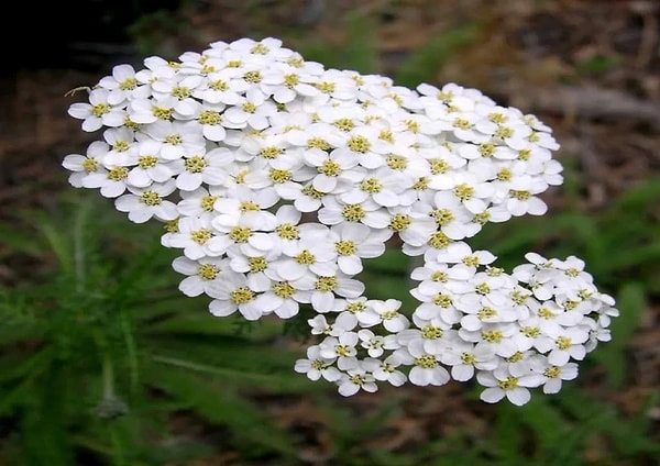 7. Civanperçemi (Achillea millefolium) - Askerlerin Şifa Arkadaşı