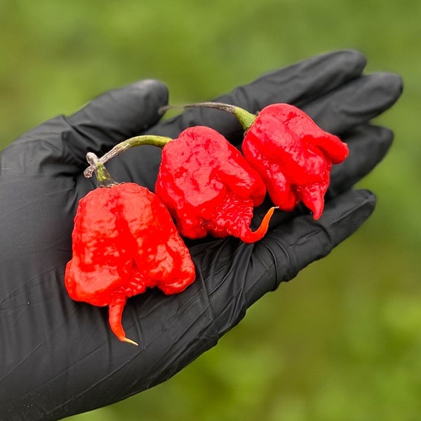 The cause of pain is the capsaicin molecule.