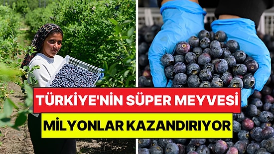 Türkiye'nin Süper Meyvesi İçin 14 Ülke Sıraya Girdi: Saksıda Yetişiyor, Milyonlar Kazandırıyor