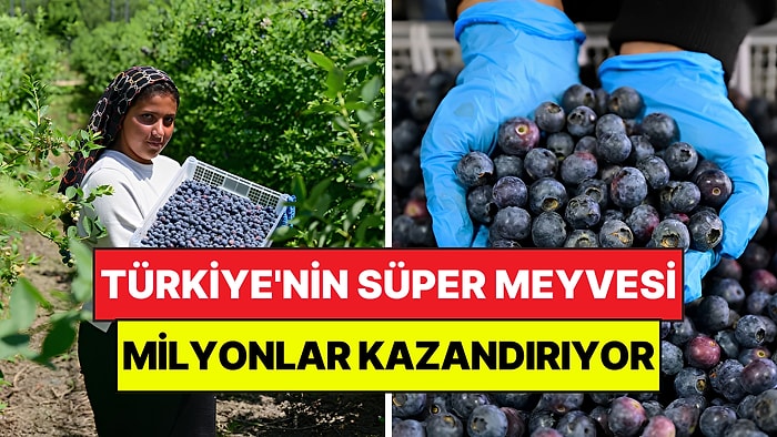 Türkiye'nin Süper Meyvesi İçin 14 Ülke Sıraya Girdi: Saksıda Yetişiyor, Milyonlar Kazandırıyor
