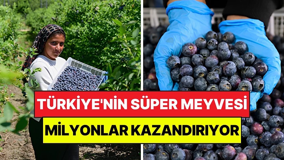 Türkiye'nin Süper Meyvesi İçin 14 Ülke Sıraya Girdi: Saksıda Yetişiyor, Milyonlar Kazandırıyor