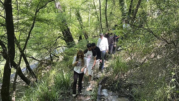 Sentetik Ürünlerin Artmasıyla Sığla Ağaçları Tamamen Koruma Altına Alındı