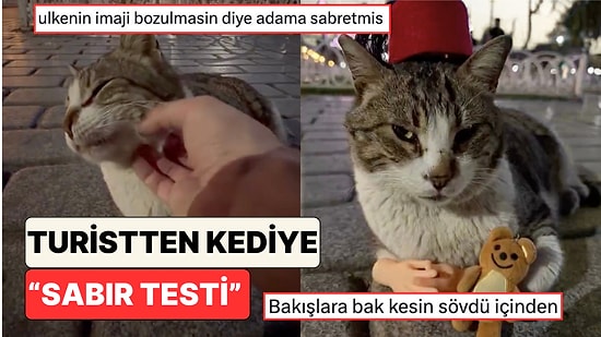 Ülkenin İmajı İçin Sabretti: İstanbul'u Gezen Bir Turist Sokak Kedisine Sabır Testi Yaptı