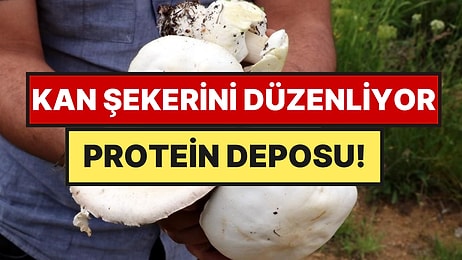 Doğal Antibiyotik: 2 Bin Rakımda Kendiliğinden Yetişiyor, Kilosu 2 Bin Liradan Satılıyor