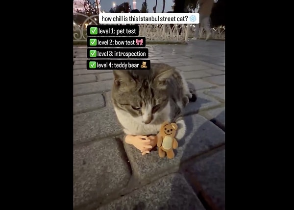 How Can a Cat Maintain Its Composure Without Becoming Disturbed?