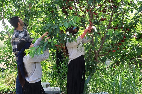 Adana’nın İmamoğlu ilçesinde, "Çukurova’da kiraz yetişmez" ön yargılarını yıkan bir başarı öyküsü yazılıyor.